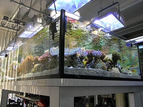 �F�Ƃ�ǂ�̃T���S