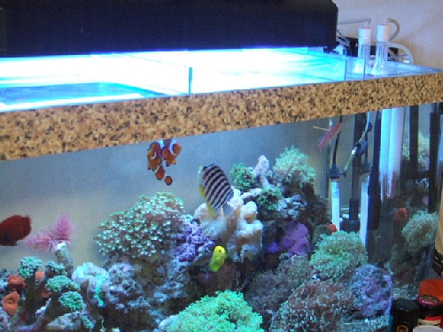 �ݒu�摜02�y�L�����R�{�l��z�}���X�L�}�[�R