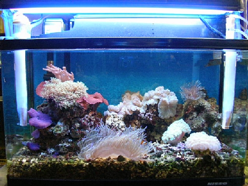 �ݒu�摜01�y�Z���o�X�`���X�z�}���X�L�}�[�R